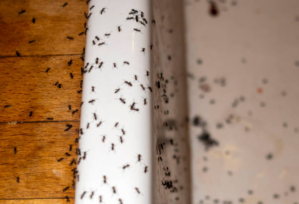 Best Pest Removal Services  in Oakwood, PA